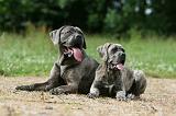 CANE CORSO 1003